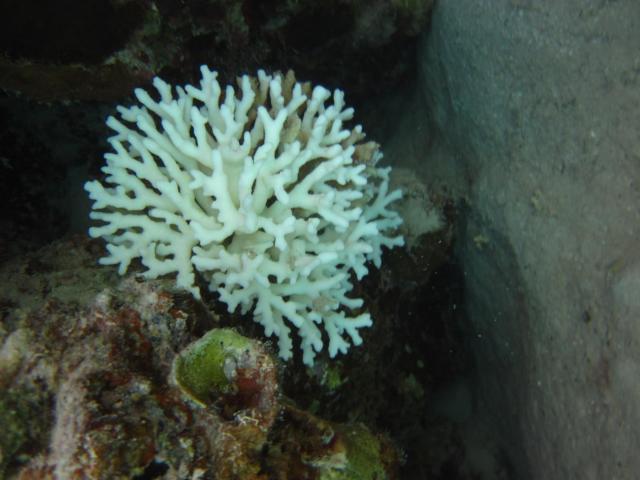 ابيضاض الشعب المرجانية 
