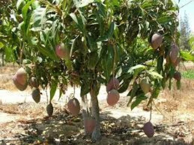 زراعة كفر الشيخ :  ندوة حول خدمة أشجار المانجو المثمرة