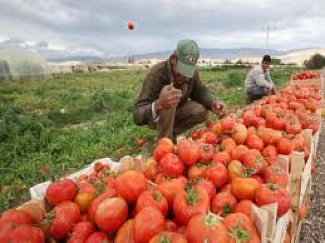 استغاثة عاجلة من المصدرين.. عمان ترفض دخول شحناتنا الزراعية بعد وصولها الجمارك 
