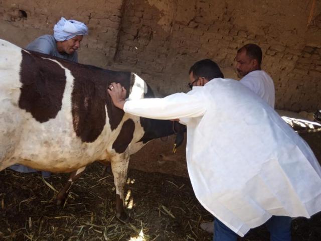 الزراعة زيارة أكثر من 27 ألف منزل في  1362 قرية لاكتشاف اذمراض الماشية الوبائية مبكرا  