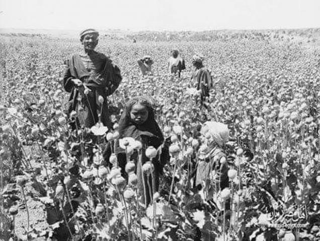 صورة لزراعة الافيون في مصر في عهد محمد علي