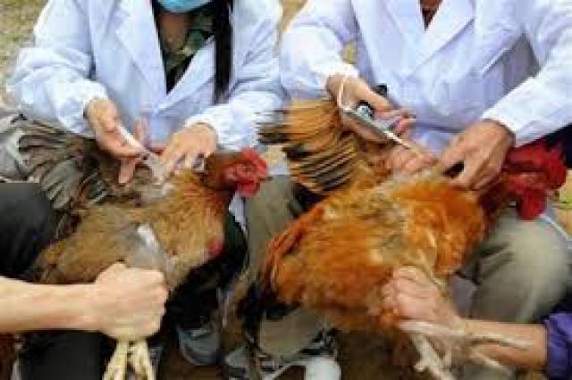 بيطرى دمياط : حملات لتحصين الطيور ضد الأنفلونزا بقرى المحافظة
