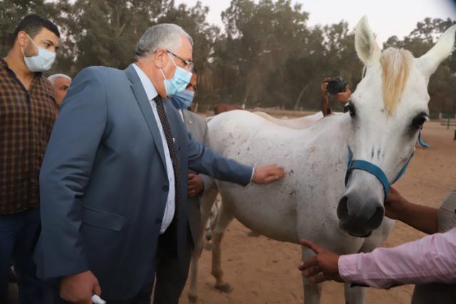 وزير الزراعة يتفقد أعمال تطوير ورفع كفاءة محطة الزهراء للخيول العربية 