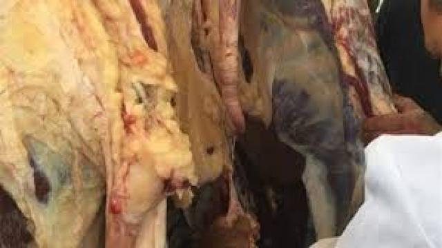 بيطرى كفر الشيخ : اعدام رأس ماشية تزن 220 كيلو جرام لإصابتها بالسل