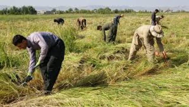 محافظ الشرقية :  حصاد 233 ألفا و520 فدانًا أرز حتى الأن