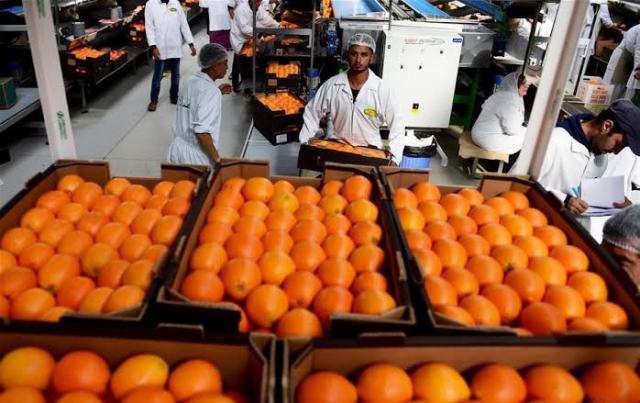 اليابان تستعد لأستقبال منتجات أخرى بعد فتح السوق أمام البرتقال
