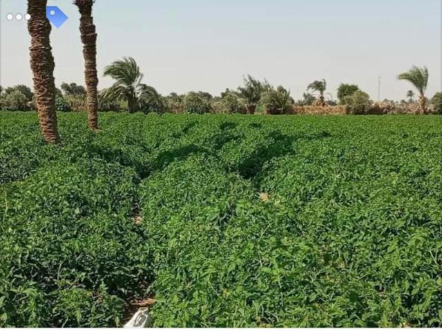 بالفيديو .. 8000 فدان طماطم في المنيا تشكو لله من المستورد المجهول