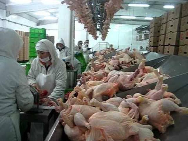 د. مصطفى خليل يكتب: كيف يذبح الدجاج بالمجازر الاليه