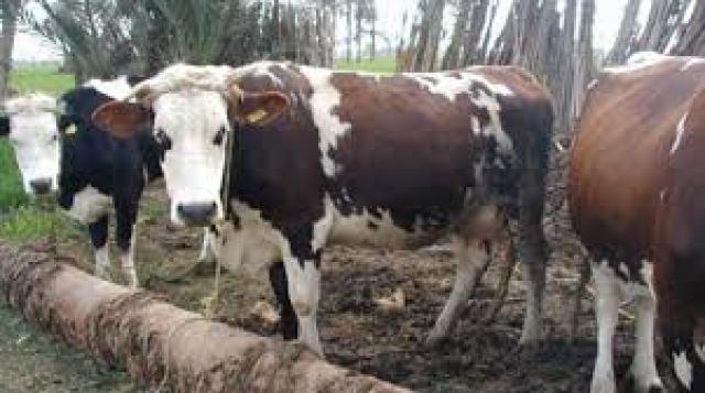 بيطري أسيوط : تنظيم حملات لتلقيح الماشية بمتوسط 3600حيوان شهرياً