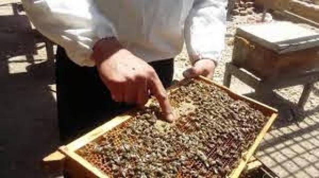 الزراعة: قاعدة بيانات للعاملين في قطاع صناعة العسل تمهيدا لتطويره