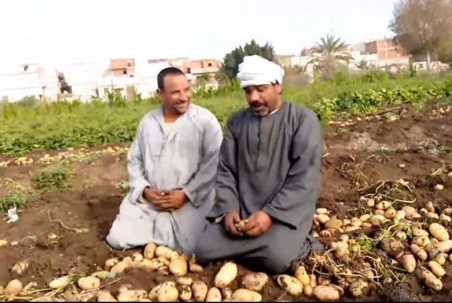 مزارعان يعرضان مأساتهما مع موسم حصاد بطاطس العروة النيلية