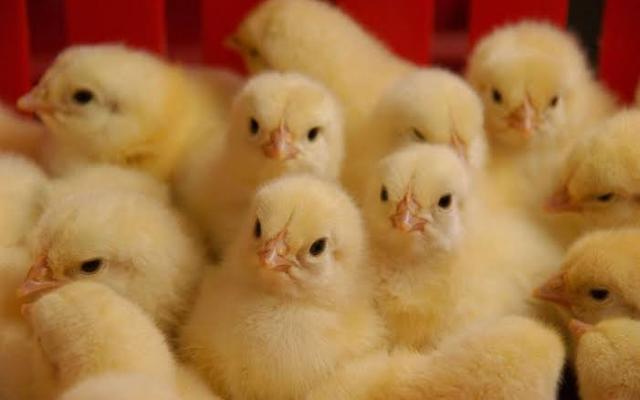 بعد توقف لسنوات.. ”الزراعة” توافق على تصدير بيض تفريخ الجاج البياض