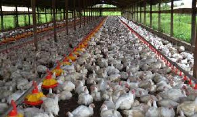 الحكومة : لم يتم رصد بؤر لإنفلونزا الطيور بمزارع الدواجن