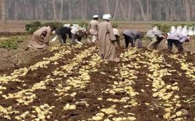 زراعة البرلمان : إنهيار أسعار البطاطس بسبب استيراد كميات كبيرة لاتتناسب مع حجم الانتاج والإحتياجات