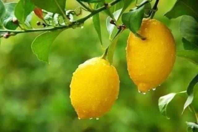 7 نصائح و توجيهات لزراعة أشجار الليمون فوق أسطح المنازل