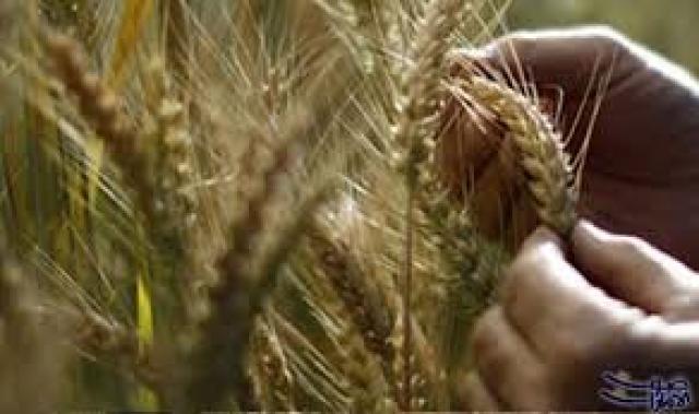 زراعة الاسكندرية تقدم توصيات فنية لمزارعى القمح