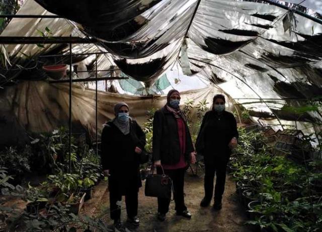 زراعة الاسكندرية : تشكيل لجنة لمعاينة حقول الموالح ورصد أمراض  المحاصيل