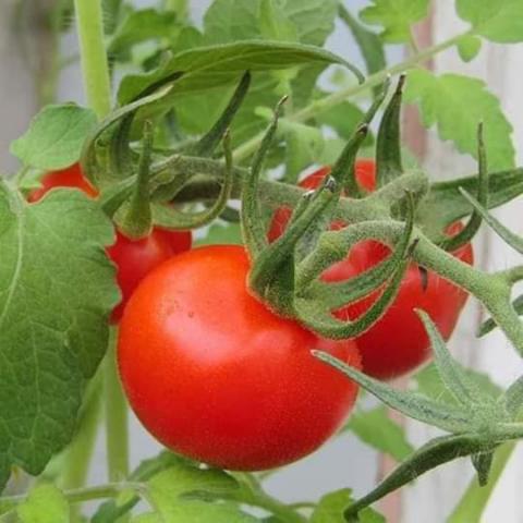 لن يخبرك به أحد.. توصيات مهمة في زراعة الطماطم