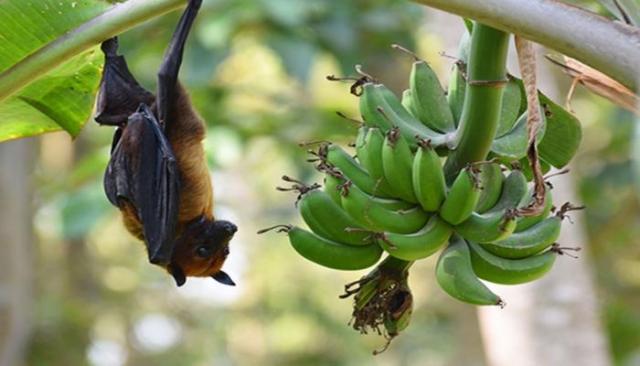 الخفافيش عائل رئيسي لفيروس نيباه