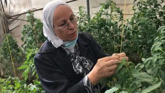 د. محاسن عبد الحكيم تنهمك في انتخاب حبوب اللقاح من زهرة طماطم