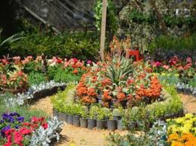 ”الزراعة”: معرض زهور الربيع ال 88 في أول مارس بحديقة الأورمان 