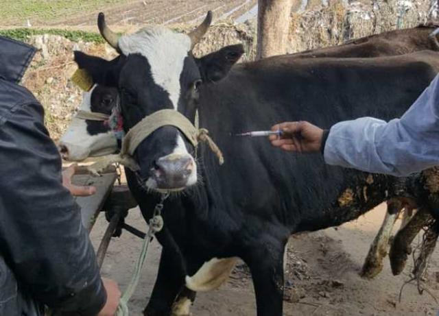 بيطرى بنى سويف: تحصين 85 ألف رأس ماشية ضد الحمى القلاعية والوادي المتصدع