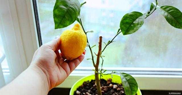 تعلم كيف تزرع غصن من شجرة ليمون