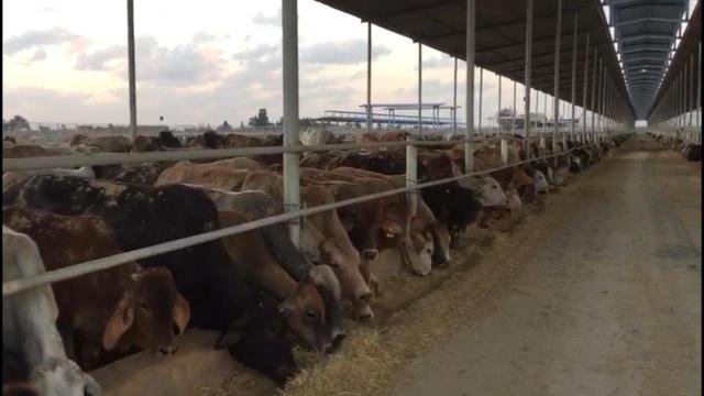 ”الزراعة” تستعرض 11 ألف رأس ماشية ظهر اليوم في النوبارية