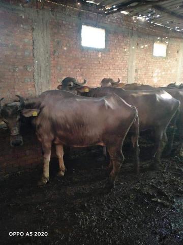 بيطرى الشرقية: فحص 3700 رأس ماشية ضد البروسيلا والسل البقري خلال فبراير الماضى 