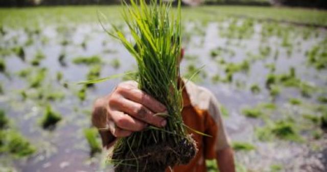 مجلس الوزراء يوافق على تخفيض غرامات زراعة الأرز بنسب محددة طبقاً لأسبقية السداد