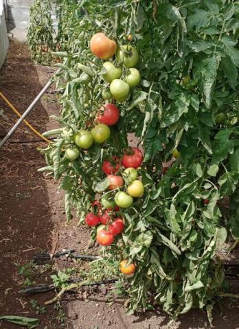 ”الزراعة” تكشف عن تقاوي طماطم تنتج 60 طنا للفدان