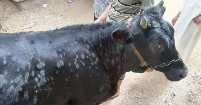 تعرف علي أعراض التهاب الجلد العقدي للأبقار وكيفية المقاومة