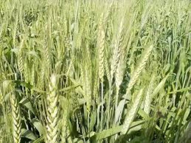 رئيس بحوث يكشف لـ «الأرض» مدى تأثر محصول القمح بالموجة الحارة 