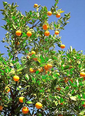 استشاري أشجار فاكهة: 3 أسباب وراء ضعف التزهير في الموالح 