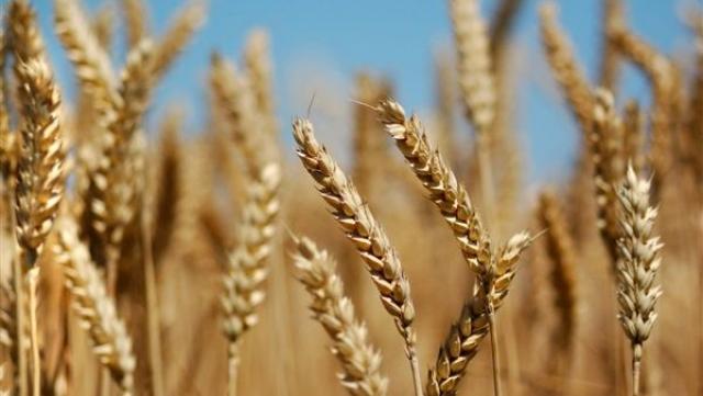 متحملة للحرارة.. الزراعة تُعلن عن إنتاج سلالتين من القمح بمواصفات جديدة