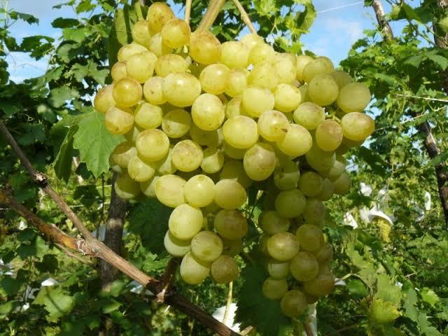 سالم غنيم يكشف تأثيرات الموجة الحارة على محصول العنب  