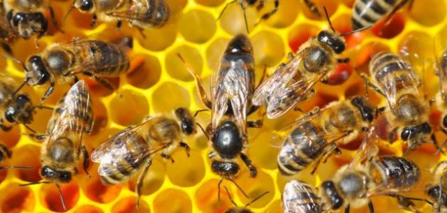 9 حقائق مذهلة عن نوم النحل 