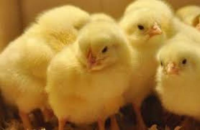 الزراعة توافق على تصدير بيض تفريخ كتكوت دجاج بياض إلى الإمارات