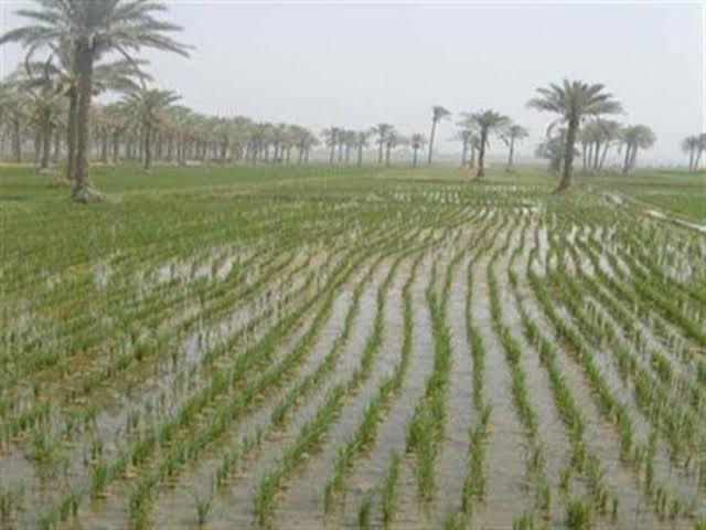 قرار هام من وزارة الري بشأن مساحات الأرز في عام 2021 