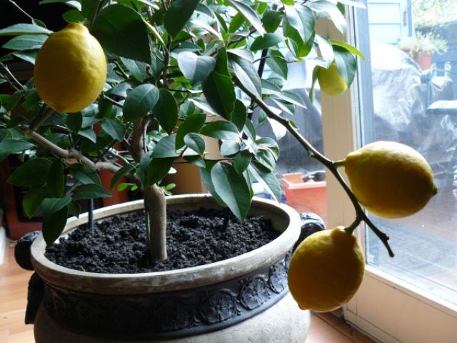 زراعة الليمون في المنزل