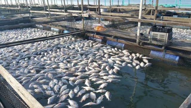 دورة تدريبية لأساسيات الاستزراع السمكي لمنتفعي الـ 1.5 مليون فدان 