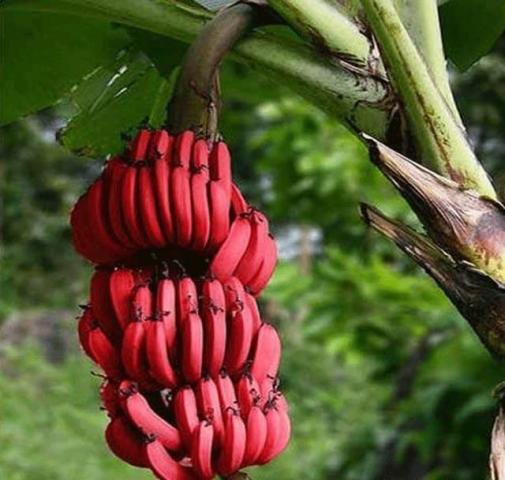 تعرف على فوائد الموز الأحمر.. وما الفرق بينه وبين الأصفر