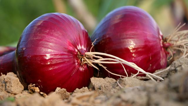 6 علامات لنضج محصول البصل وأهم المعاملات لتخزينه .. تعرف عليها
