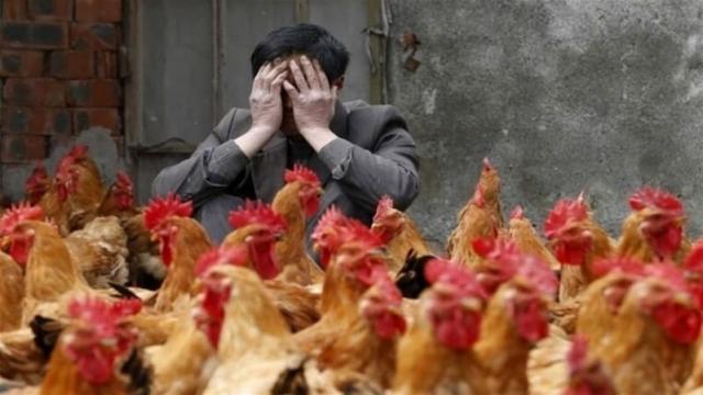 بعد سلالة الصين الجديدة.. ما هي سلالات إنفلونزا الطيور الموجودة في مصر؟ 