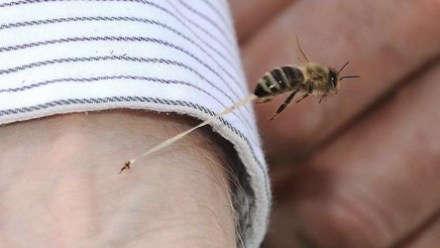 ماذا يحدث إذا لدغتك نحلة؟