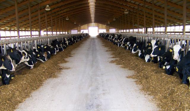 المواصفات القياسية لمبيت الأبقار في مزرعتك