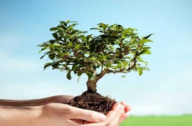 ”الري” تُطلق مبادرة لزراعة 500 شجرة على إحدى ترع المنصورية