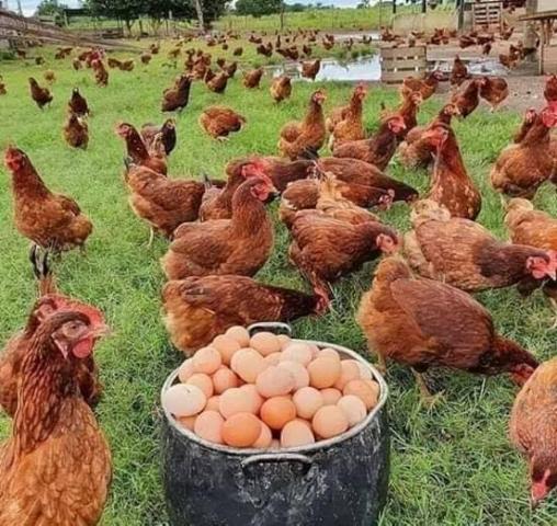 تعرف على أسباب توقف انتاج البيض للدجاج 
