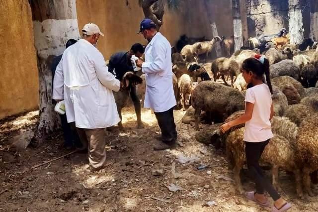 بيطري الشرقية : فحص وتجريع 505 رأس ماشية و علاج 350 طائر 