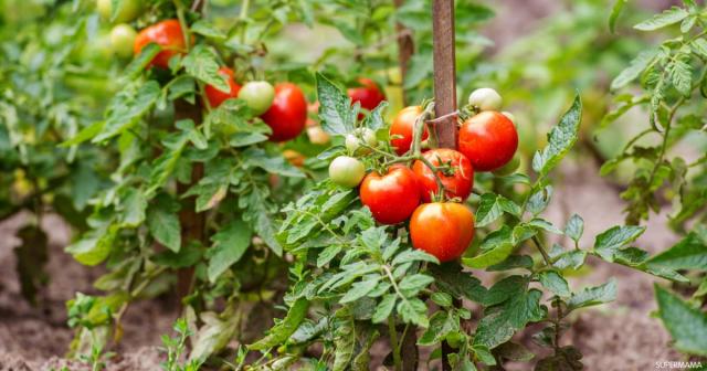 5 عوامل يجب الانتباه لها لزيادة إنتاجية محصول الطماطم